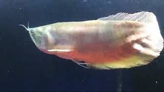 My New 2ft Arowana shorts