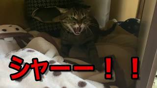 愛猫の縄張りに近づくと怒って威嚇が止まらない カッ Youtube 愛猫の縄張りに近づくと怒って威嚇が止まらない カッ Youtube