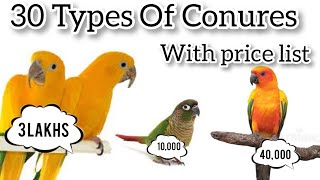 30 Types of conures and its prices