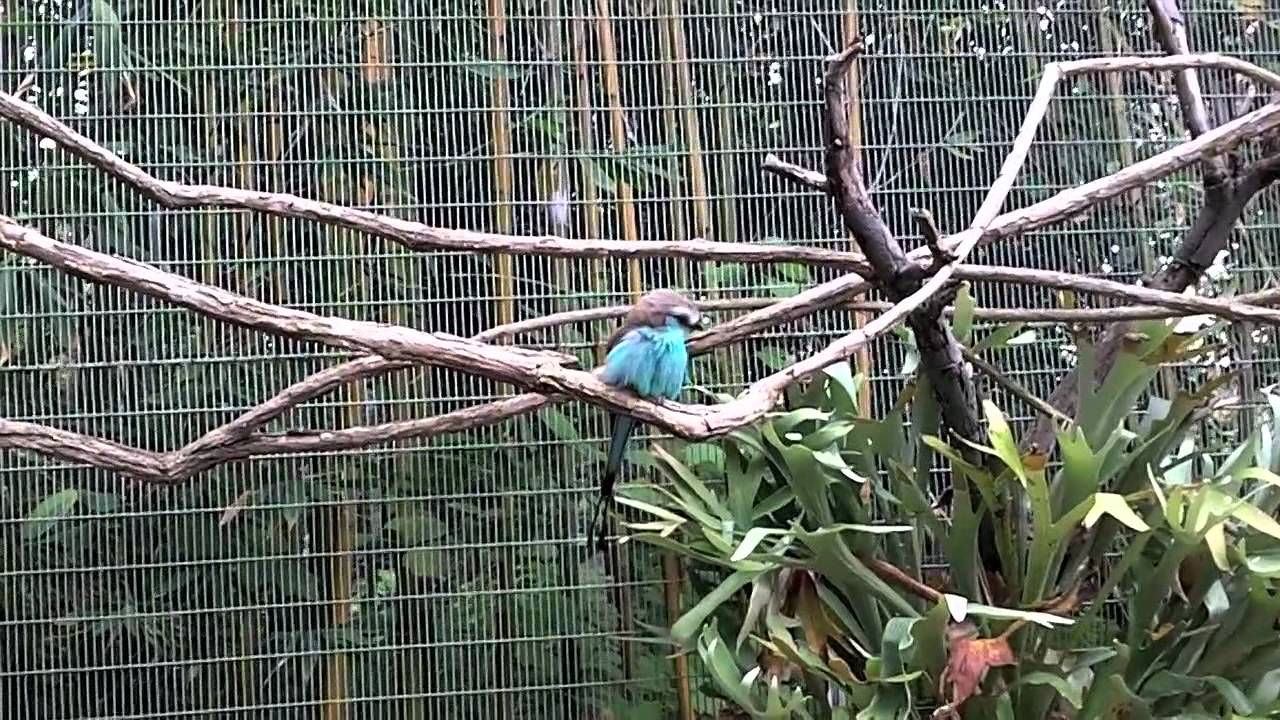 Bird Enclosure San Diego Zoo YouTube