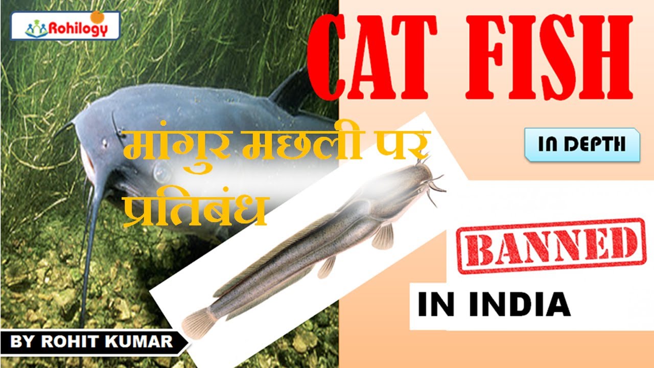 CAT FISH banned in Indiamangur machhlithai fish fishagriculture