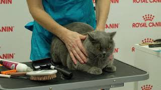 Правила и техника вычесывания британской короткошёрстной кошки. Сухой груминг