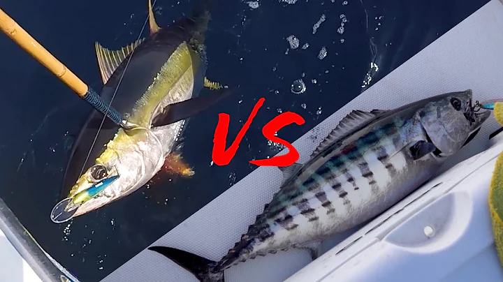 Yellowfin Tuna vs Bonita {CATCH, CLEAN, COOK} SASH...