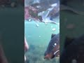 Male Brookie in Spawning Colors - Underwater Release
