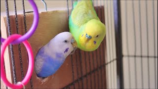 Budgie Parents showing affection by Budgie Breeder1 1,166 views 1 year ago 51 seconds