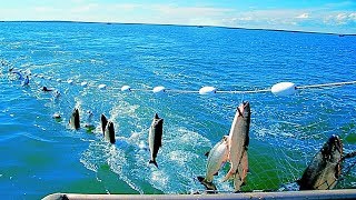 Amazing Automatic Lines, Catching and Processing Fish Right on Ship, Big Catch in The Sea.▶3