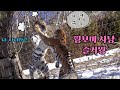 &quot;꿩보미 사냥은 즐거웡~🐓&quot; (by.사냥 꿍) Famous Tiger in Korea, cat tiger #태범 #무궁 #백두대간호랑이