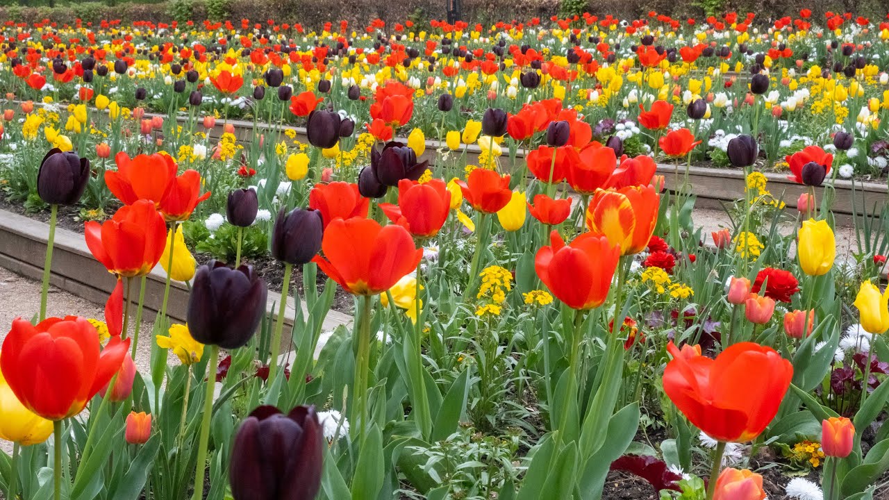 An Hour of Flowers in Parc Floral - Paris Live #145