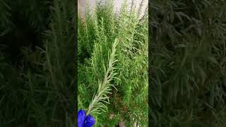 الروزماري - اكليل الجبل rosemary plant - rosemary herb #viral #shorts #rosemary
