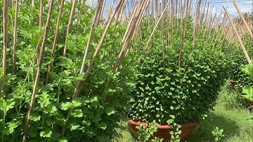 Hoa Cúc Đại Đoá Tết 2023 Khu Tam Sư Tí Dãnh 2 Thọ Bé D 1M2 1M 85 60 40 23/10/2022 ÂL | A NHÀN