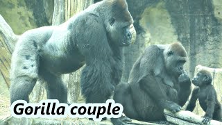 Gorilla couple: Never know what will happen to D'jeeco family next second. /無法預知金剛D'jeeco夫婦下一秒會發生甚麼事
