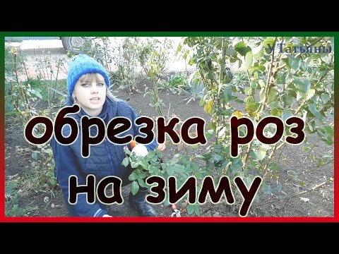 Как обрезать розы на зиму и укрывать. Проверенный способ обрезки роз.