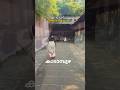 Deepthi Thachillath -jayaraj katambuzhewari. #viralvideo viralshots katambuzha devi