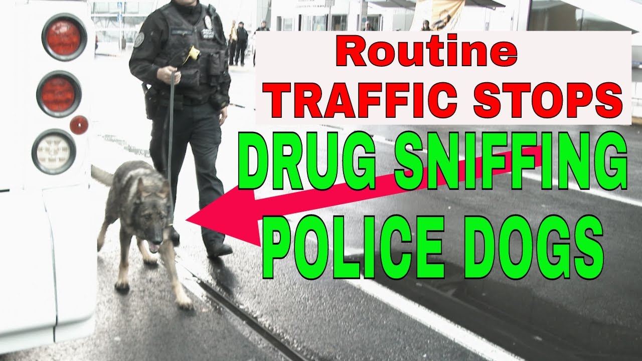 Drug Sniffing Police Dogs Brought in for Routine Traffic Stops Is