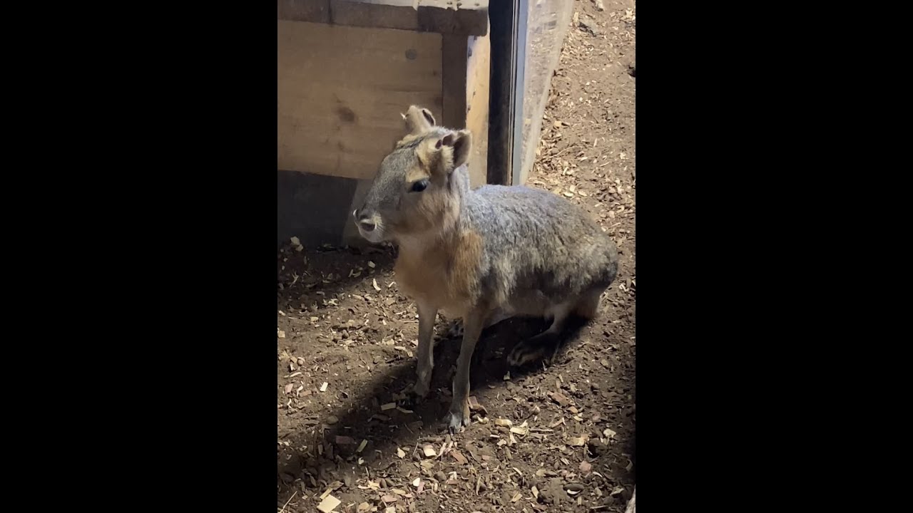 Кто Это?? И Не Заяц И Не Олень И Не Свинка! Патагонская Мара. What Animal is That? Patagonian Mara.