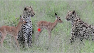 Incredible Footage Of Cheetah Behaviour During Impala Baby Kill-Masai Mara Game Reserve,South Africa