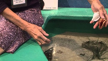 The Bailey-Matthews Shell Museum