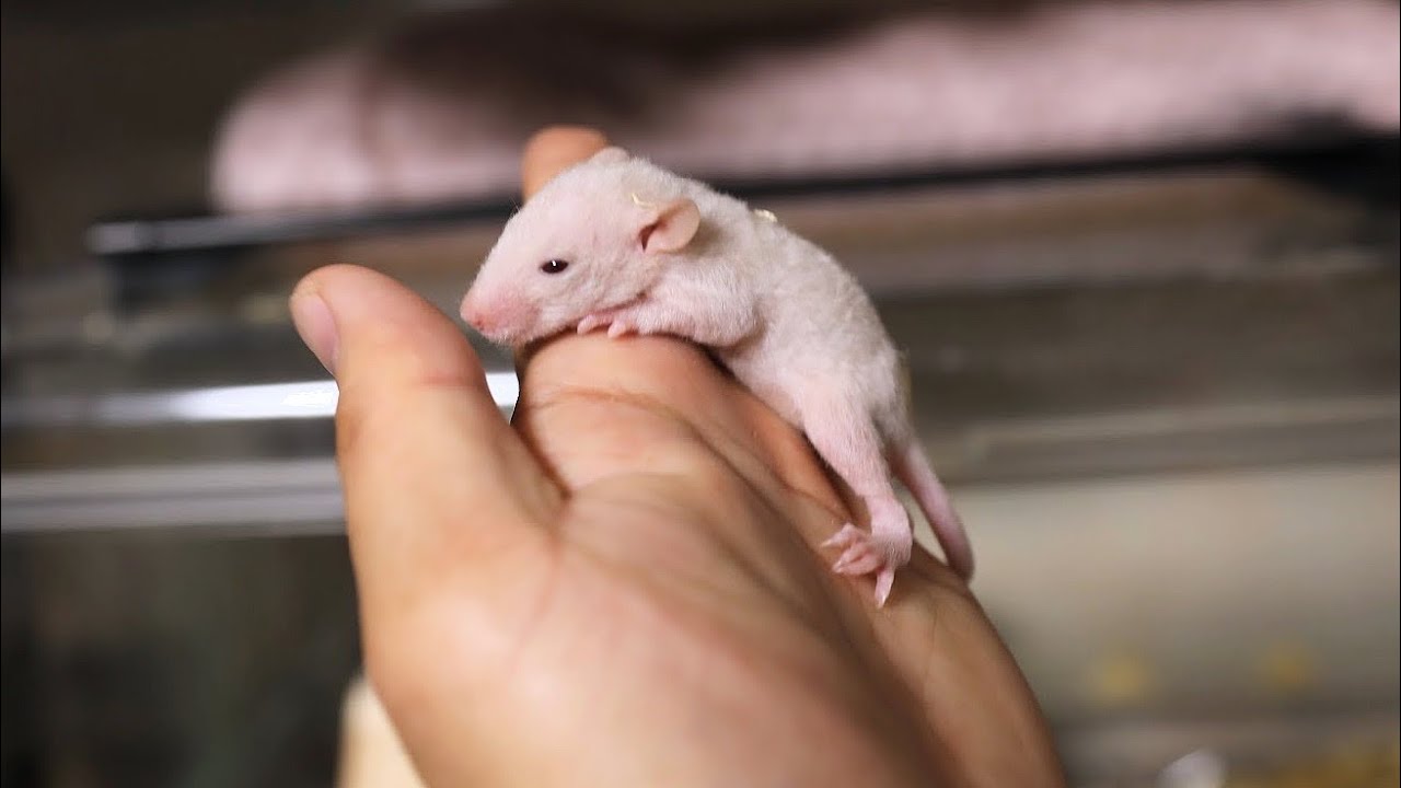 生後2週間のネズミの赤ちゃんが可愛過ぎる Youtube