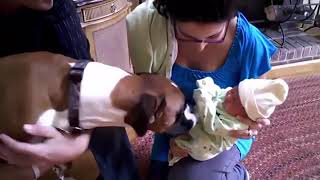 Newborn Babies  First Time meet a Dog Love Video Compilation