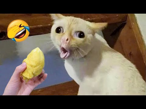 видео: Funniest Animals 😄 Best Funny Dogs and Cats Compilation 2024