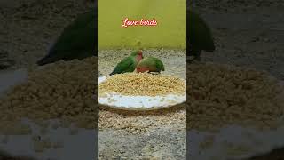 love birds #lovebird #lovebirdchirping