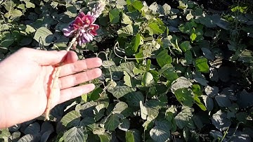 Kudzu Identification