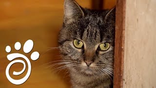 Еще Одно Животное В Доме. Все О Домашних Животных Еще Одно Животное В Доме. Все О Домашних Животных
