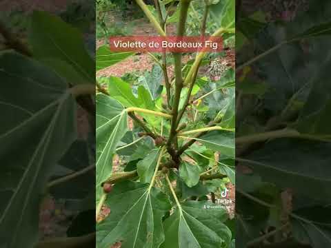 Video: Reasons For A Fig Tree Not Frugt