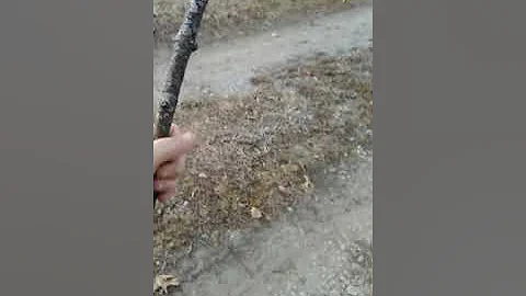 Nature walk