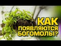 Появление нимф богомолов   Mantis