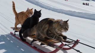Cats sledding