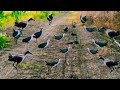 Waterhen Bird Trap | Jal Murgi video | Waterhen Bird Sound........