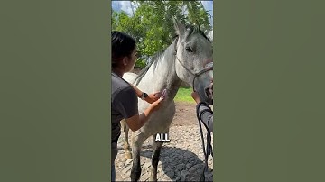 Antivenom Is Made From Horse Blood! 🐍💉 The Shocking Truth Behind Snake Bites!