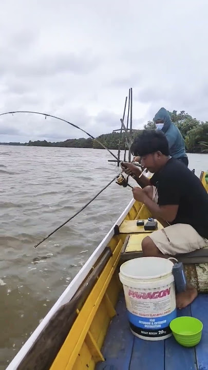 ikan sembilang babon #angler #mancing #anglermania #sembilang #mancingmuara #strike