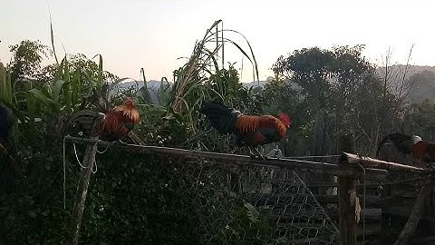 Cov qaib Qus pom 2  &  Qaib dib 7.2.2019