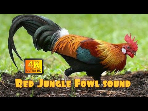 ✅RAKAMAN SUARA AYAM HUTAN ASLI || RAKAM DARI JAUH. HD SOUND BEST