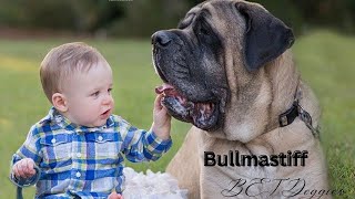 Mini giant Bull Mastiff Dog, An affectionate, Strong and intelligent dog.