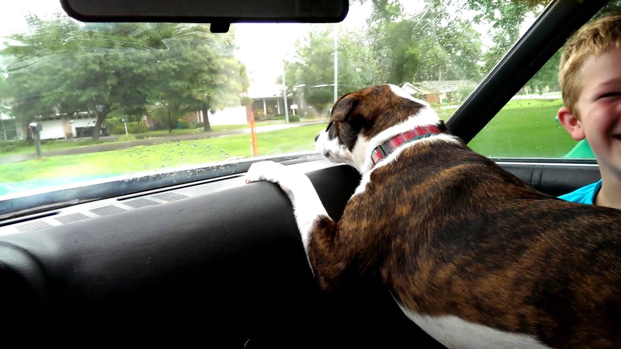 Dog vs windshield wipers YouTube