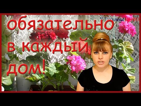 ЭТОТ ЦВЕТОК должен быть обязательно в КАЖДОМ доме!