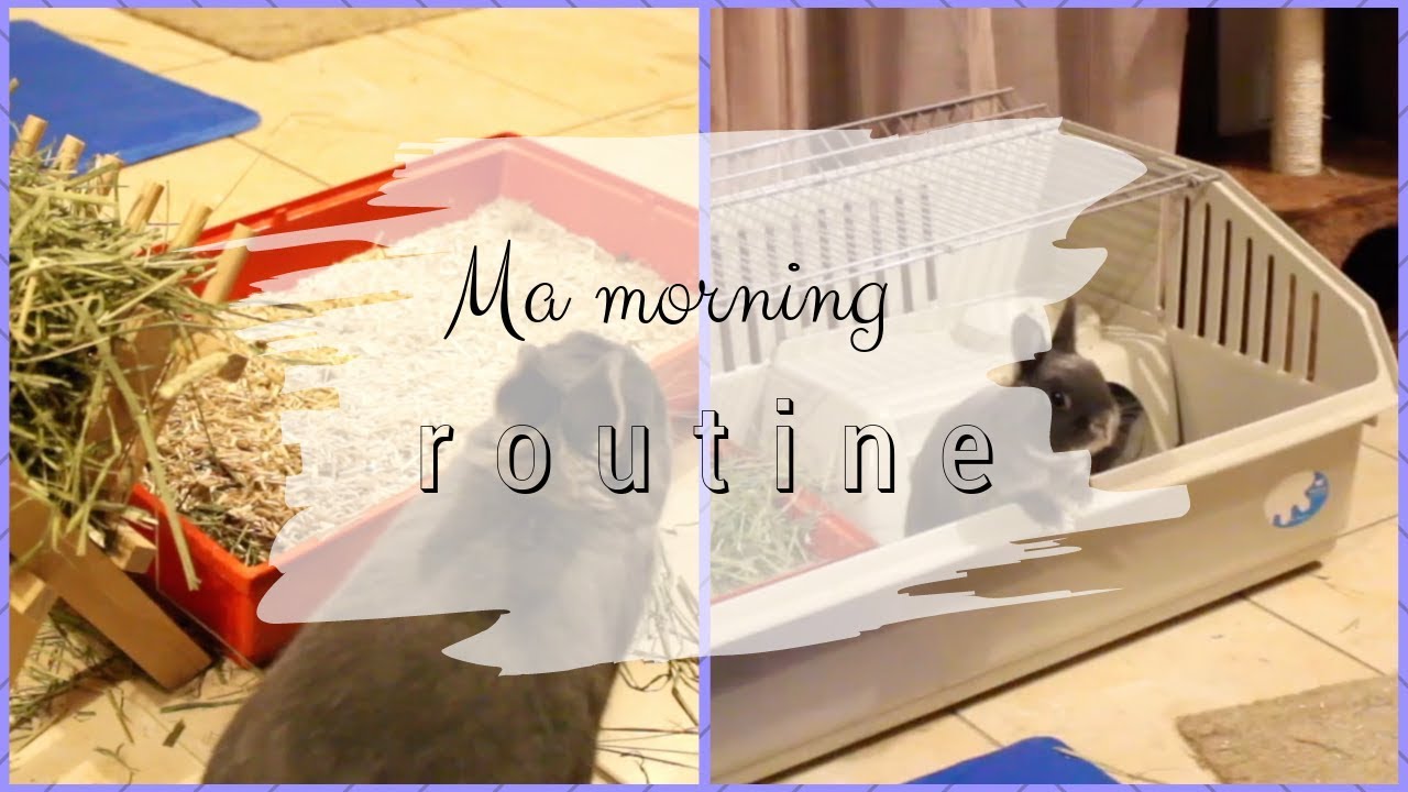 ➳ MORNING ROUTINE SPÉCIALE LAPIN ~ AUTRES