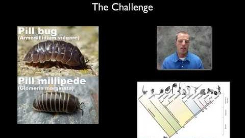 Classification of life