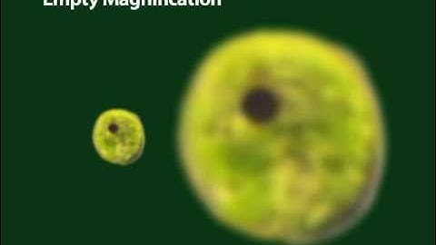 Part 6: How to Use Stereo and Compound Microscopes