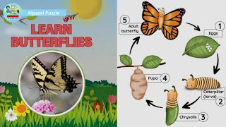 LEARN BUTTERFLY FOR KIDS | Learn About Butterfly Metamorphosis for Kids, Kindergarten & Preschool