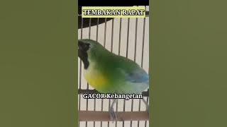 cucak ranting gacor Nembak speed rapat