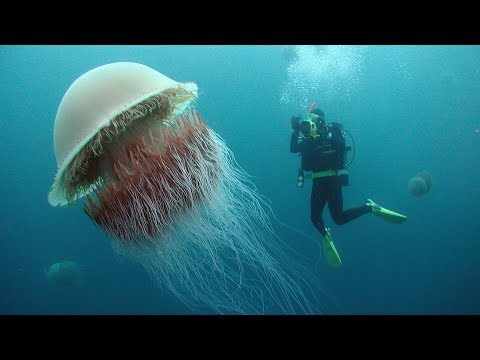 فيديو: أكبر قنديل البحر
