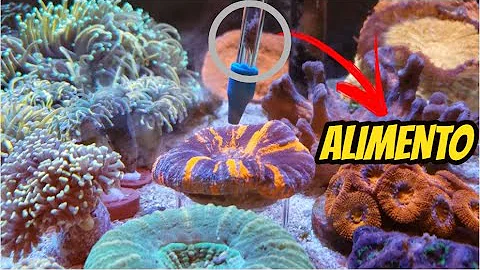 O que os corais se alimentam?