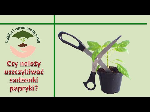 Wideo: Czy należy postawić sadzonki jalapeno?