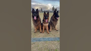 Thumbnail of king shepherd vs long coat vs dubal coat german shepherd | #kingshepherdvslongcoat #kingshepherd