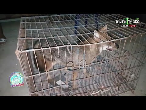 "หลงเสน่ห์หมาบ้าน"ชาวบ้านจับหมาจิ้งจอก | 13-01-62 | ข่าวเช้าไทยรัฐ เสาร์-อาทิตย์