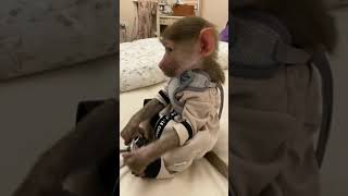 قرد مجنون crazy monkey